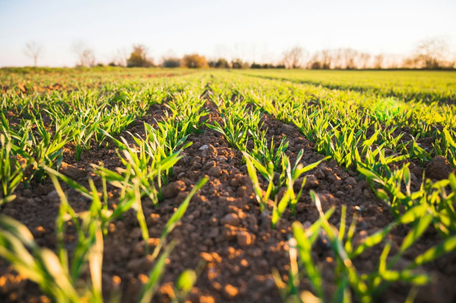 Farms Agriculture Golden hour and fresh field  - spring time 