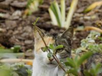 Cat Kitten Cat 1. brasil,santa catarina,animal