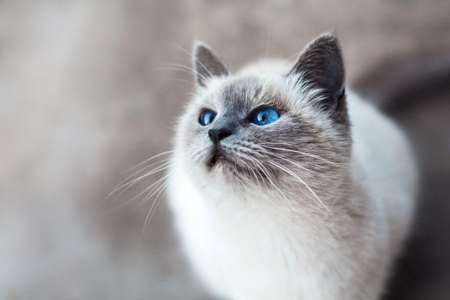 cat Startled blue-eyed cat 