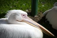 Switzerland Russia Pink Pelican in Moscow Zoo, Russia moscow zoo,switzerland,moscow