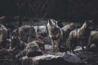 Wolf pack  