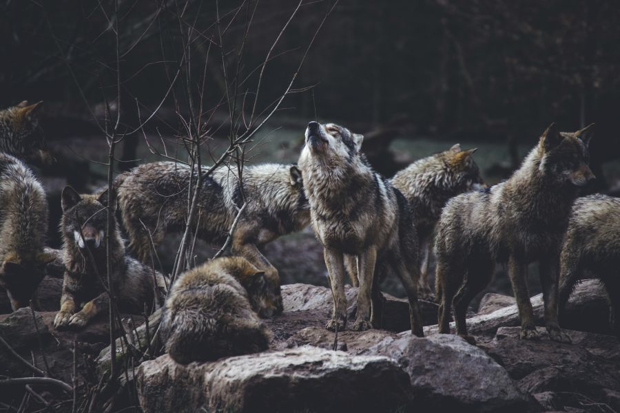 Wolf pack  