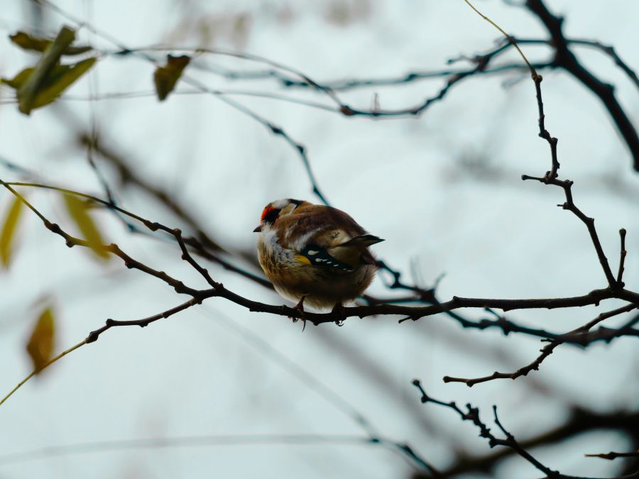 Chardonneret élégant bird,european goldfinch,oiseau