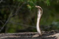 snake  