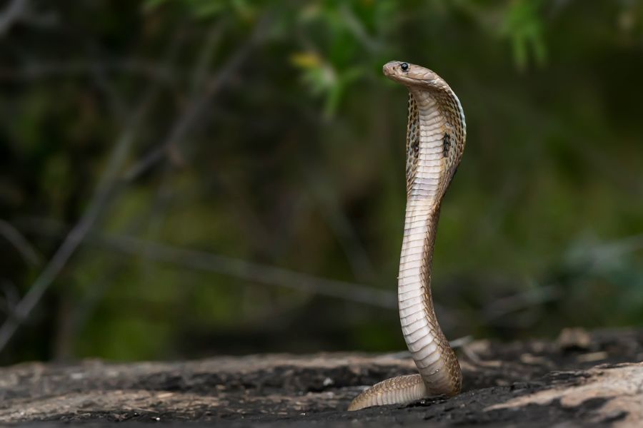 snake  