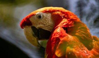 parrot firefighters