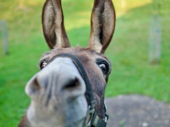donkey rescue Curious Donkey 