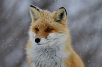 fox A fox in the snow 