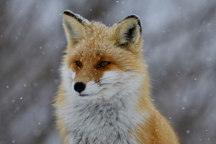 fox A fox in the snow