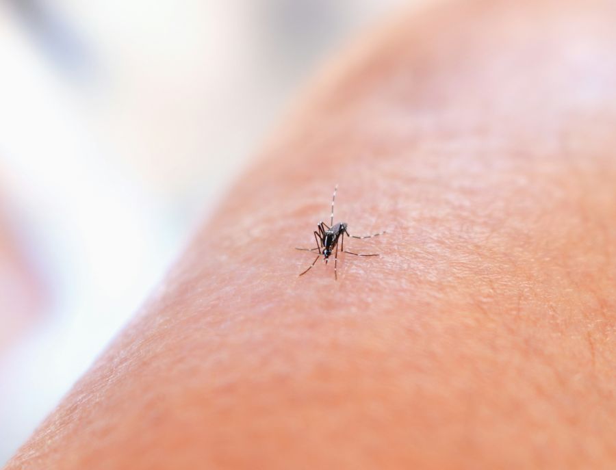 Mosquito control Aedes Mosquito Bite by an Aedes mosquito. This species can transmit multiple diseases. Credit: NIAID https://www.flickr.com/photos/niaid/53043229004/ 