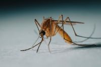 Mosquitoes Nature Mosquito 3x magnification 