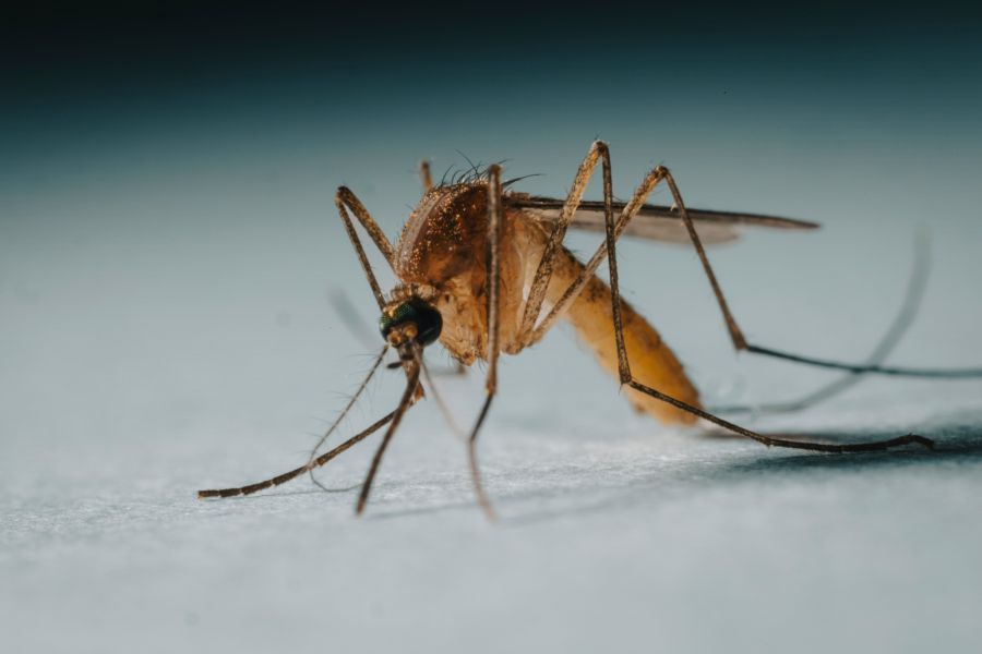 Mosquitoes Nature Mosquito 3x magnification 