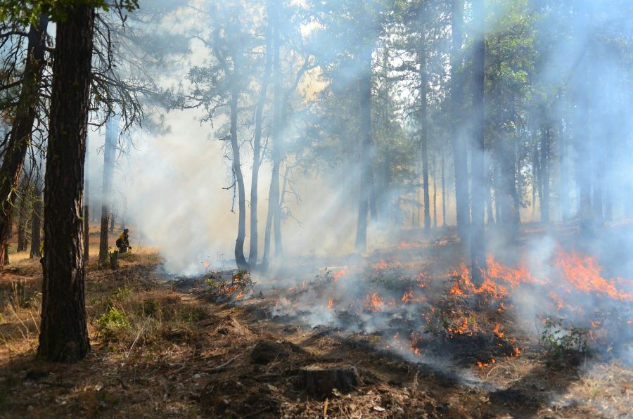 wildfire vegetation  