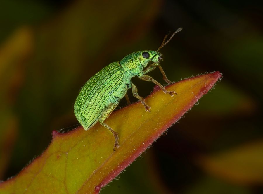 weevil insect Weevil - Polydrusus formosus belonging to the family Curculionidae, subfamily Entiminae Leaf Weevil 