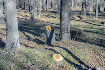 forest crime Illegal logging of trees in the forest