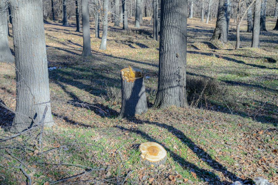 forest crime Illegal logging of trees in the forest 