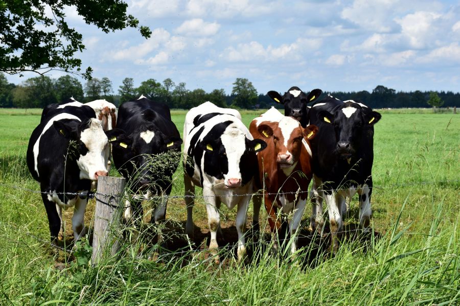 manure Curious calves (In a row) 