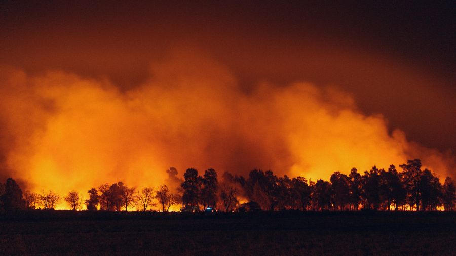 Wildfire Forest Wildfire in Chaco, Argentina 