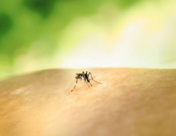 mosquito control Aedes Mosquito Bite by an Aedes mosquito. This species can transmit multiple diseases. Credit: NIAID https://www.flickr.com/photos/niaid/53043229279/