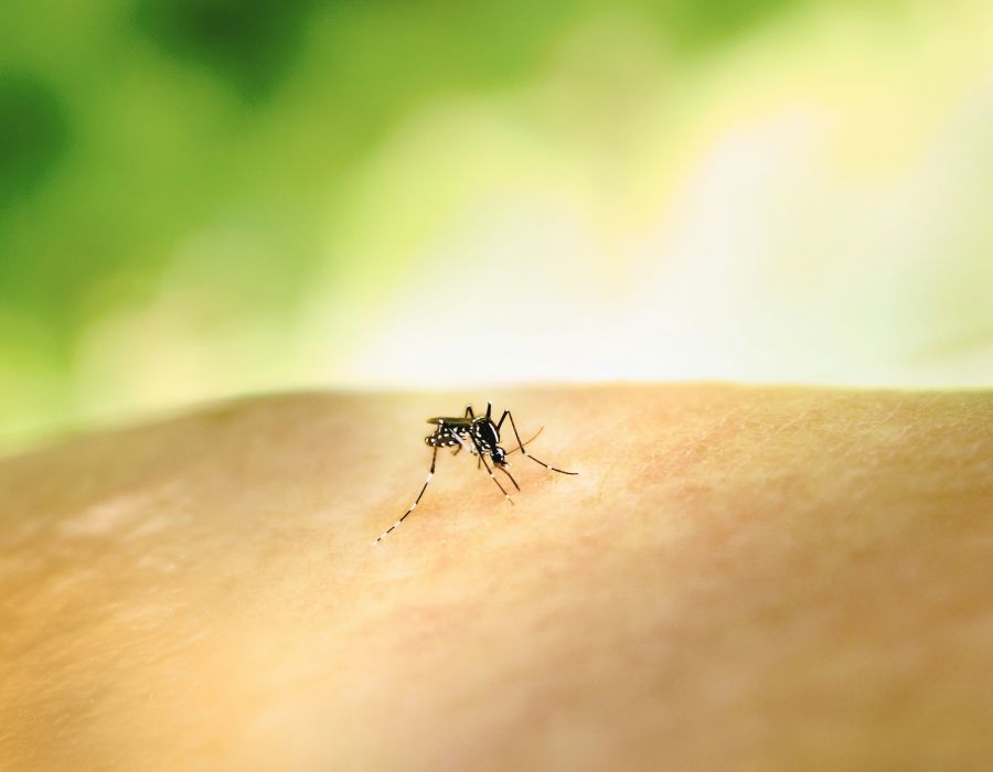 mosquito control Aedes Mosquito Bite by an Aedes mosquito. This species can transmit multiple diseases. Credit: NIAID https://www.flickr.com/photos/niaid/53043229279/ 