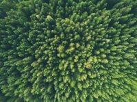 environment Aerial view of a green forest 