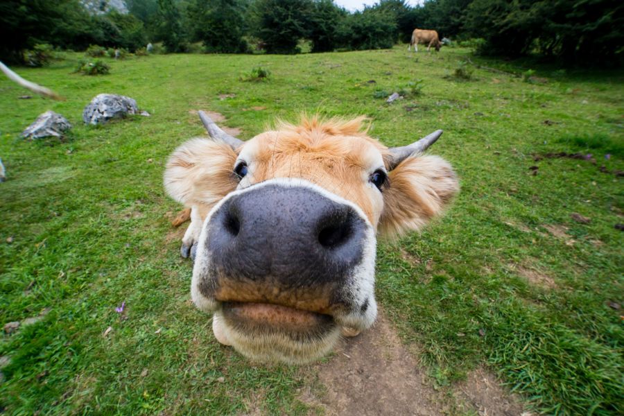 Scam Con Paseando por uno de los montes de Asturias (España) nos encontramos un grupo de vacas pastando, mientras que otras estaban tumbadas. Me acerqué a una de ellas con el gran angular que llevaba puesto y realicé varias fotos. Este es el resultado de la nariz de la vaca a tan solo un par de centímetros del objetivo. con,spain,animal