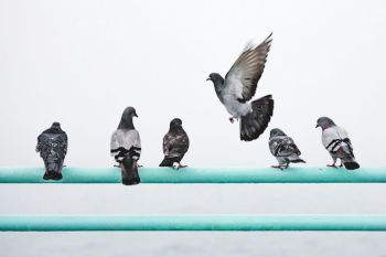 pigeons protest