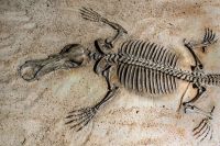 fossil A model of a fossil of a giant toothed platypus from the Riversleigh fossil fields. About a metre long and more than twice the size of platypus today.