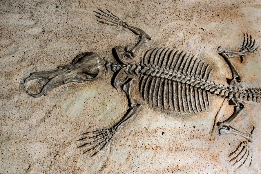 fossil A model of a fossil of a giant toothed platypus from the Riversleigh fossil fields. About a metre long and more than twice the size of platypus today.