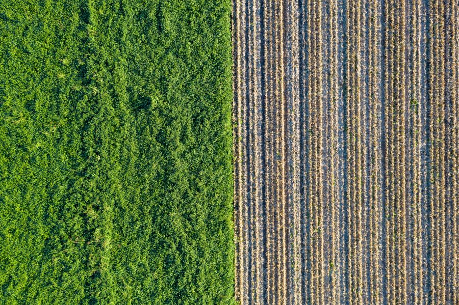 Biomass aerial view of a cultivated field on the left for biomass and on the left for corn. 