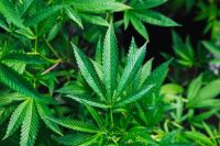 drugs cannabis After multiple spinal cord injuries and surgeries, cannabis helps Katie to live a full life and not be trapped by her pain. She grows (legally) and supports the cannabis community actively and always with a smile. 