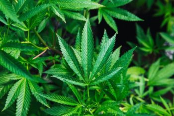 drugs cannabis After multiple spinal cord injuries and surgeries, cannabis helps Katie to live a full life and not be trapped by her pain. She grows (legally) and supports the cannabis community actively and always with a smile.