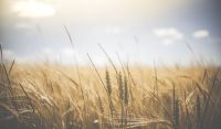 Sunny  nature,farm,summer