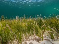 Seagrass  ocean,sea,ocean life