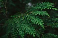 Cedar tree Cedar Tree needles tree,plant,grey