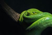 snake A green tree python in a typical pose, coiled over a branch. This species is found naturally in Australian and Papua New Guinean rain forests, and they eat warm-blooded prey. They are very similar to the the Emerald Tree Boa of the South American rain forests. 