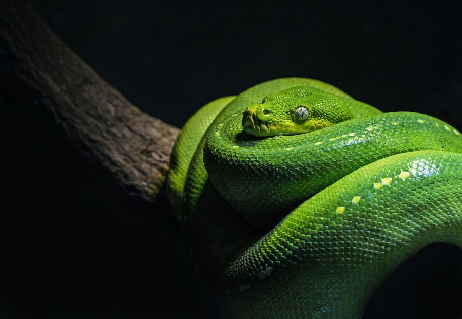 snake A green tree python in a typical pose, coiled over a branch. This species is found naturally in Australian and Papua New Guinean rain forests, and they eat warm-blooded prey. They are very similar to the the Emerald Tree Boa of the South American rain forests. 