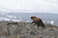 Bear cubs Bear family in Yellowstone bear,animal,nature