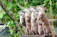 Otters  animal,posing,otters