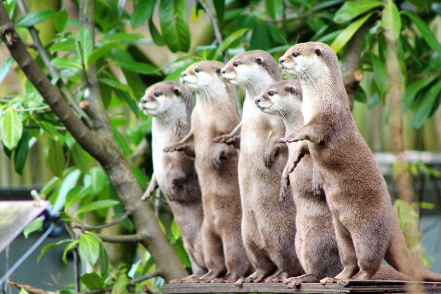Otters animal,posing,otters