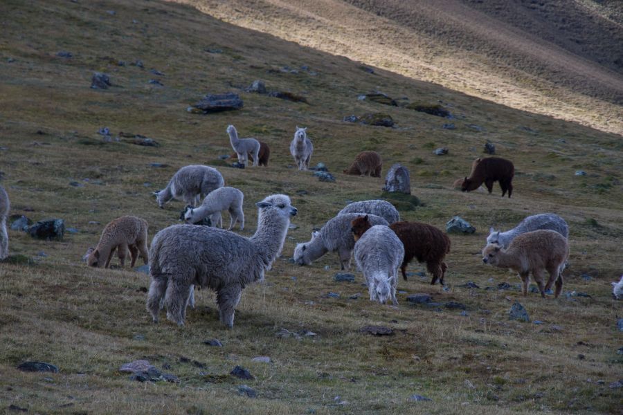 Alpaca Keywords Peruvian alpacas animal,peru,alpaca