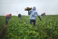Farmers Fast Strawberries  |  When strawberries are harvested, the pickers are paid by the box, so they run with their filled boxes to ensure they can pick as many as possible and earn enough money during harvest season. Be thankful for those who get food to our tables.  