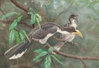 Birds Avian Sri Lanka Grey Hornbill. bird,branch,birds