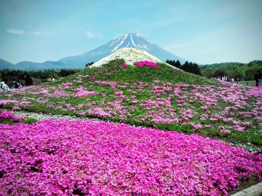 Flower Festival Very special place where to see the colours of the Japanese spring at the foot of Mt. Fuji: Every year between April and May the Fuji Shiba-sakura Festival takes place. Between the shapes of this festival there is a mini replica of the extinct volcano that you can overlap visually and it fits perfectly. The place is really outstanding.  fuji shiba-sakura festival,mt. fuji,fuji