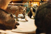 Museum biodiversity  