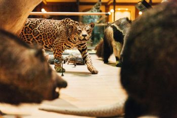 Museum biodiversity  