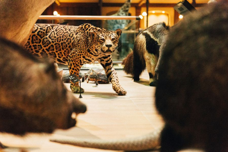 Museum biodiversity  