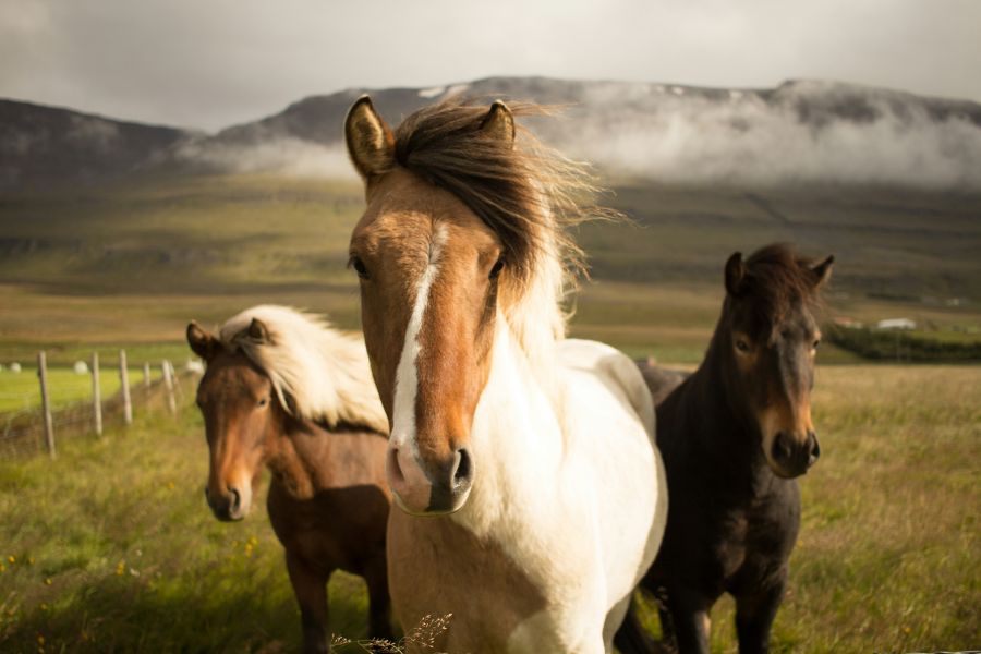 horses Three graceful horses