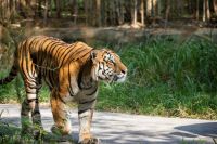 Animal sanctuary A Royal Bengal Tiger walking on the road india,bengaluru,karnataka