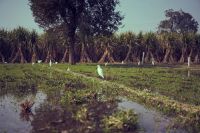 Watering irrigation White cranes looking for worms in a freshly watered farm field india,bhalsona,uttar pradesh